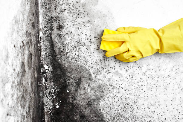 Best Water Damage & Mold Remediation  in Newberry, MI